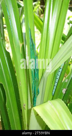 Vier Pfefferminzstäbcheninsekten auf dem Wirt Pandanus, Cape Tribulation, weit nördlich von Queensland, Australien Stockfoto