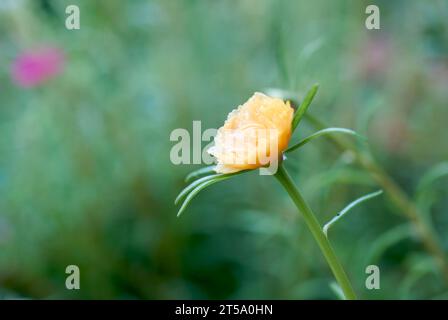 Gelbe Moosrose mit grünem natürlichem Hintergrund. Selektiver Fokus Stockfoto