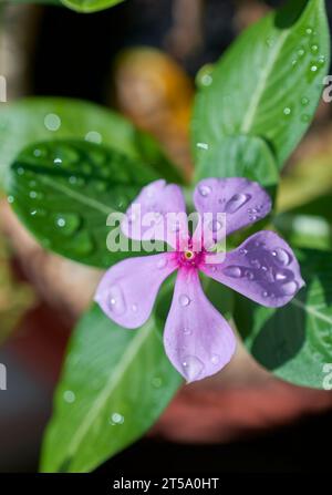 Periwinkle, Rose Periwinkle, Catharanthus roseus, allgemein bekannt als Bright Eyes, Cape Periwinkle, Friedhofpflanze, Madagaskar Periwinkle, altes Mädchen, rosa Stockfoto