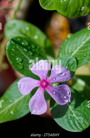 Periwinkle, Rose Periwinkle, Catharanthus roseus, allgemein bekannt als Bright Eyes, Cape Periwinkle, Friedhofpflanze, Madagaskar Periwinkle, altes Mädchen, rosa Stockfoto