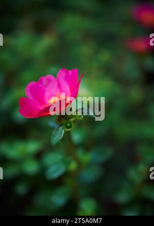 Blühende rosa Moosrose (Portilaca grandifolia) mit wunderschönem natürlichen grünen Hintergrund Stockfoto