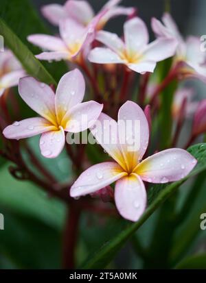 Rosa Plumeria frangipani Blüten sind feucht mit Morgentau Blätter. Stockfoto