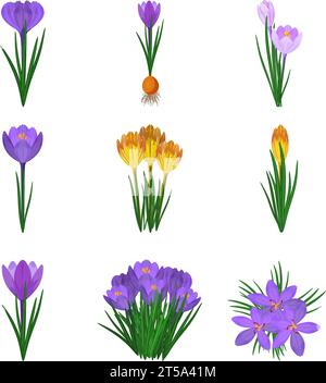 Crocus Icons setzen Cartoon Vektor. Blütenblume Stock Vektor