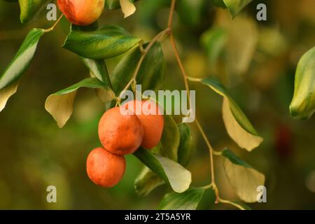 Reife indische Pflaumenfrucht mit faltiger Hautstruktur Stockfoto