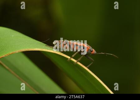 Darth Maul Käfer krabbelt auf grünem Bananenblatt. Java, Indonesien. Stockfoto