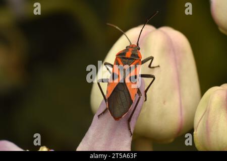 Darth Maul-Käfer, der sich an riesigen Kalotropen-Blütenknospen ernährt. Melkweed. Java, Indonesien Stockfoto