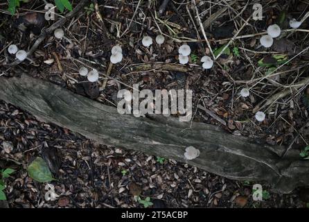 Ansicht von oben auf die kleinen weißen Termitomyces Microcarpus Pilze, die als Gruppe auf der Oberfläche eines Bodens wachsen, wo Feuchtigkeit im Hinterhof liegt Stockfoto