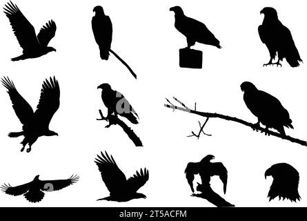 Adler Silhouetten, Fliegende Adler Silhouette, Glatzenadler Silhouette, Adler Vektor Illustration Stock Vektor