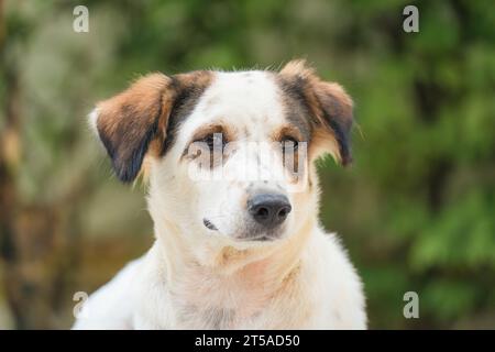 Junger einsamer, süßer weißer, brauner Streuner, der auf dem Boden liegt Stockfoto