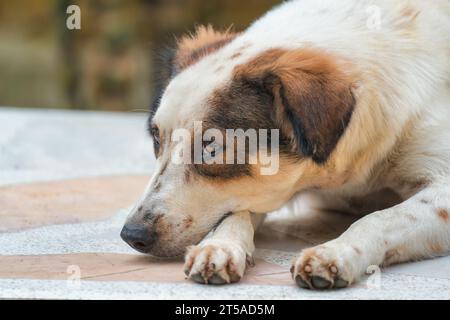 Junger einsamer, süßer weißer, brauner Streuner, der auf dem Boden liegt Stockfoto