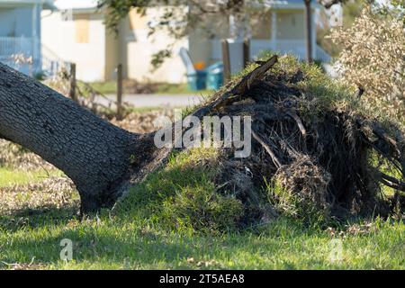 Hurrikanschaden an einem Baum im Garten des Hauses Florida. Nach tropischen Sturmwinden fiel ein großer Baum herunter. Folgen von Naturkatastrophen Stockfoto