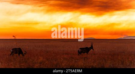 Blick auf den Sonnenuntergang über die Savanne im Nambiti privaten Wildreservat in Südafrika Stockfoto