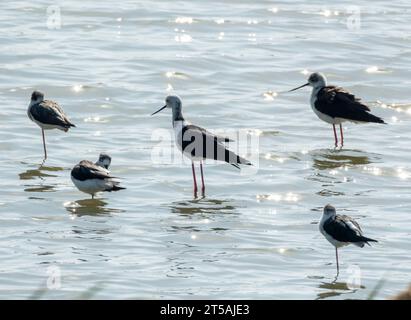 Eine Gruppe von schwarzgeflügelten Stelzen (Himantopus himantopus) am Voroklini-See, Larnaka, Zypern. Stockfoto