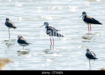 Eine Gruppe von schwarzgeflügelten Stelzen (Himantopus himantopus) am Voroklini-See, Larnaka, Zypern. Stockfoto