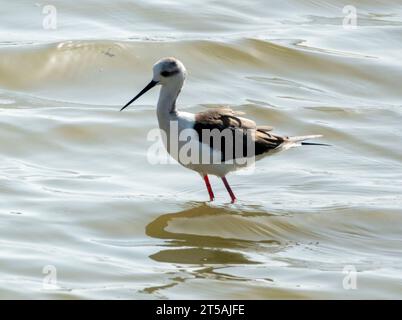 Eine einzige Schwarzflügelpfahl (Himantopus himantopus), die im Voroklini-See, Larnaka, Zypern, weht. Stockfoto