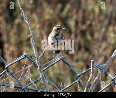 Bluethroat (Luscinia svecica) auf einem Drahtzaun, Larnaca, Zypern. Stockfoto