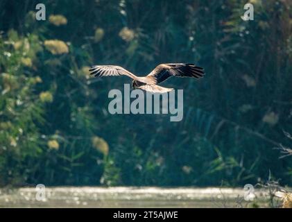 Marsh Harrier (Circusae aeruginosus) fliegt über dem Voroklini-See, Larnaka, Zypern. Stockfoto