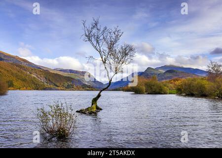 Einsamer Baum am Rande von Llyn Padarn in der Nähe von Llanberis im Snowdonia National Park, Nordwales. Stockfoto