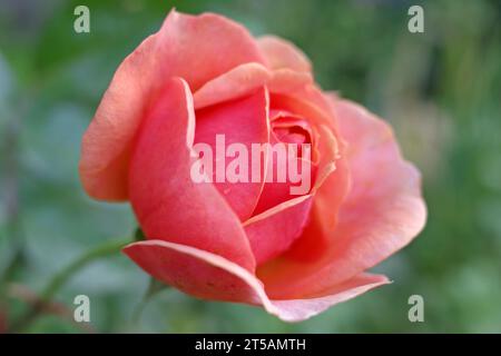 Eine Rose mit einer ganz besonderen Farbe: Dunkelrosa mit einem Hauch von Orange Stockfoto