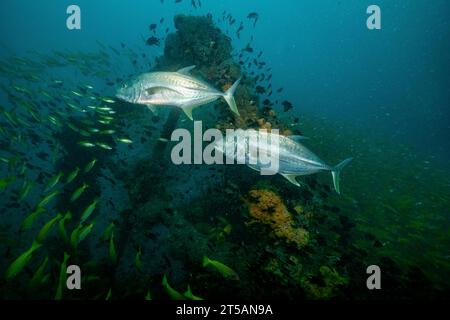 Ein Taucher erkundet die pulsierenden Korallenriffe vor der Küste von Nosy Be, Madagaskar. Das klare Wasser des Indischen Ozeans offenbart ein blühendes Meeresökosystem Stockfoto