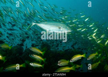 Ein Taucher erkundet die pulsierenden Korallenriffe vor der Küste von Nosy Be, Madagaskar. Das klare Wasser des Indischen Ozeans offenbart ein blühendes Meeresökosystem Stockfoto