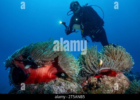 Ein Taucher erkundet die pulsierenden Korallenriffe vor der Küste von Nosy Be, Madagaskar. Das klare Wasser des Indischen Ozeans offenbart ein blühendes Meeresökosystem Stockfoto