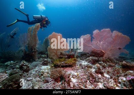 Ein Taucher erkundet die pulsierenden Korallenriffe vor der Küste von Nosy Be, Madagaskar. Das klare Wasser des Indischen Ozeans offenbart ein blühendes Meeresökosystem Stockfoto