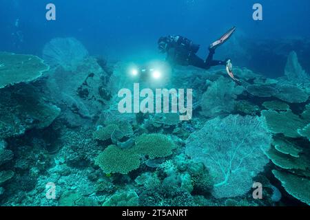 Ein Taucher erkundet die pulsierenden Korallenriffe vor der Küste von Nosy Be, Madagaskar. Das klare Wasser des Indischen Ozeans offenbart ein blühendes Meeresökosystem Stockfoto