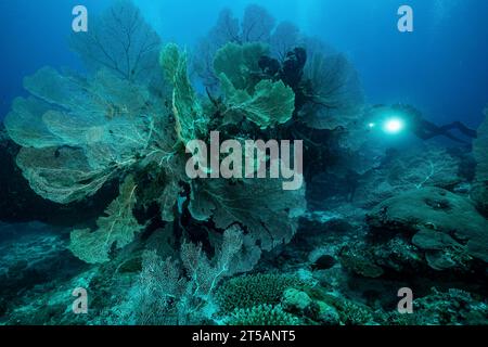 Ein Taucher erkundet die pulsierenden Korallenriffe vor der Küste von Nosy Be, Madagaskar. Das klare Wasser des Indischen Ozeans offenbart ein blühendes Meeresökosystem Stockfoto