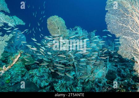 Ein Taucher erkundet die pulsierenden Korallenriffe vor der Küste von Nosy Be, Madagaskar. Das klare Wasser des Indischen Ozeans offenbart ein blühendes Meeresökosystem Stockfoto