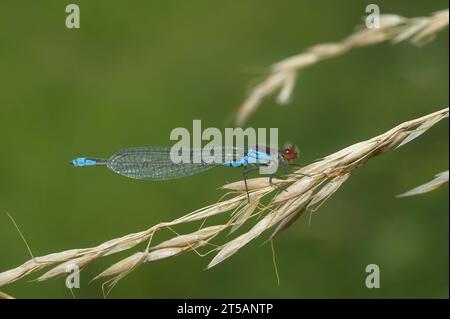 Farbenfrohe natürliche Nahaufnahme der kleinen Rotäugigen Damselfliege, Erythromma viridulum, auf getrocknetem Gras thront Stockfoto