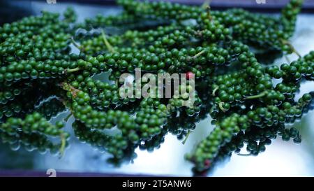 Pfeffer – klein, aber mächtig – schwarzer Pfeffer verleiht jedem Biss den perfekten Kick! Stockfoto