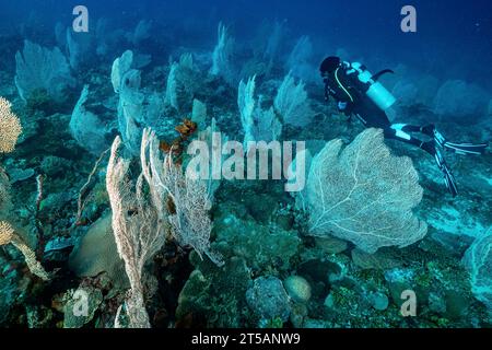 Ein Taucher erkundet die pulsierenden Korallenriffe vor der Küste von Nosy Be, Madagaskar. Das klare Wasser des Indischen Ozeans offenbart ein blühendes Meeresökosystem Stockfoto