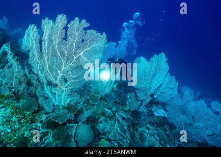 Ein Taucher erkundet die pulsierenden Korallenriffe vor der Küste von Nosy Be, Madagaskar. Das klare Wasser des Indischen Ozeans offenbart ein blühendes Meeresökosystem Stockfoto