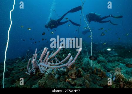 Ein Taucher erkundet die pulsierenden Korallenriffe vor der Küste von Nosy Be, Madagaskar. Das klare Wasser des Indischen Ozeans offenbart ein blühendes Meeresökosystem Stockfoto