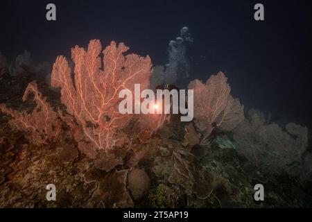 Ein Taucher erkundet die pulsierenden Korallenriffe vor der Küste von Nosy Be, Madagaskar. Das klare Wasser des Indischen Ozeans offenbart ein blühendes Meeresökosystem Stockfoto