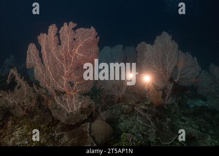 Ein Taucher erkundet die pulsierenden Korallenriffe vor der Küste von Nosy Be, Madagaskar. Das klare Wasser des Indischen Ozeans offenbart ein blühendes Meeresökosystem Stockfoto