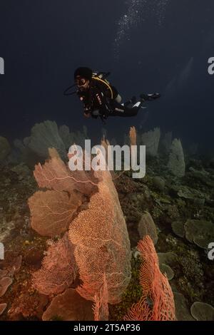 Ein Taucher erkundet die pulsierenden Korallenriffe vor der Küste von Nosy Be, Madagaskar. Das klare Wasser des Indischen Ozeans offenbart ein blühendes Meeresökosystem Stockfoto