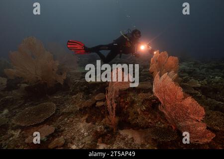Ein Taucher erkundet die pulsierenden Korallenriffe vor der Küste von Nosy Be, Madagaskar. Das klare Wasser des Indischen Ozeans offenbart ein blühendes Meeresökosystem Stockfoto