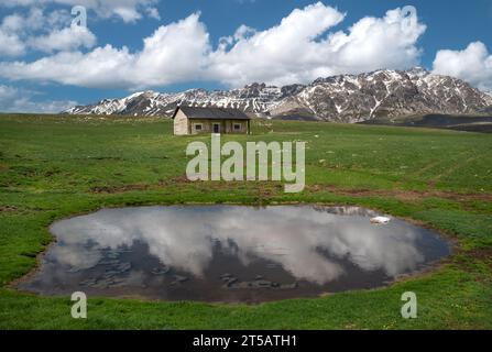 Die Blüte der Linsen 2016 Castelluccio di Norcia im Sibillini-Park Stockfoto