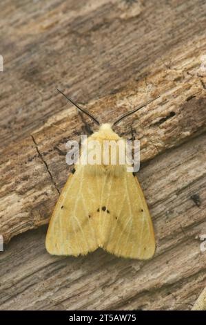 Natürliche vertikale Nahaufnahme auf der gelben Colorede Buff Hermeline Motte, Spilosoma lutea sitzend auf Holz Stockfoto