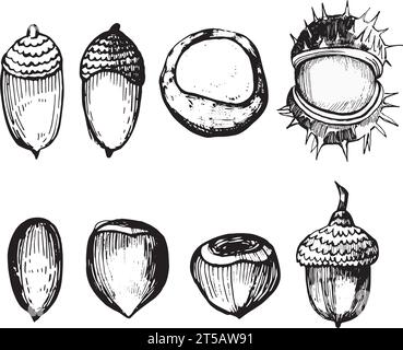 Satz von Vektorabbildungen auf weißem Hintergrund. Eicheln, Haselnüsse, Kastanien in der Haut und reife Kastanien, die im Vektor schwarz gezeichnet werden. Stock Vektor