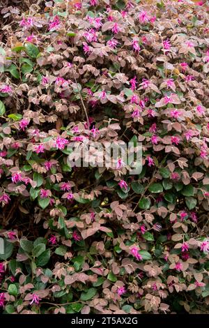 Masse von rosa Blumen und Blättern der chinesischen Fransenblume, Loropetalum chinensis, „Feuertanz“, Sträucher im Sommerregen. Garten in Queensland, Australien. Stockfoto