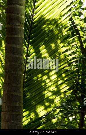 Dekorative Nahaufnahme des Stammes und der Weste der australischen Bangalow-Palme, Archontophoenix Cunninghamiana, im grünen Schatten, subtropischen Regenwald Queensland Stockfoto