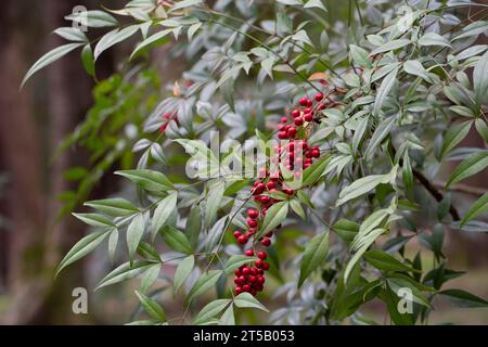 Nandina domestica (nandina, himmlischer Bambus oder heiliger Bambus), eine blühende Pflanzenart aus der Familie Berberidaceae Stockfoto