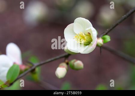 Sehen Sie viele zarte weiße Blüten von weißen Chaenomeles japonica-Sträuchern, allgemein bekannt als japanisch oder Maule-Quitte in einem sonnigen Frühlingsgarten, Beau Stockfoto