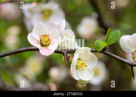 Sehen Sie viele zarte weiße Blüten von weißen Chaenomeles japonica-Sträuchern, allgemein bekannt als japanisch oder Maule-Quitte in einem sonnigen Frühlingsgarten, Beau Stockfoto