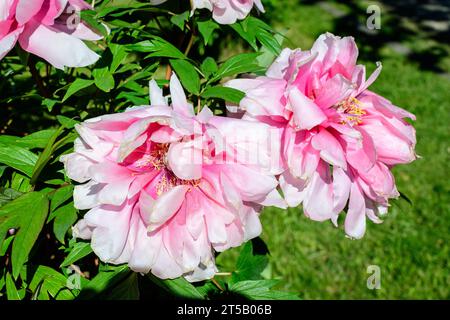 Bush mit zwei großen zarten rosa Pfingstrosen-Blüten in direktem Sonnenlicht, in einem Garten in einem sonnigen Sommertag, schöne Outdoor-Blumen Hintergrund photographe Stockfoto