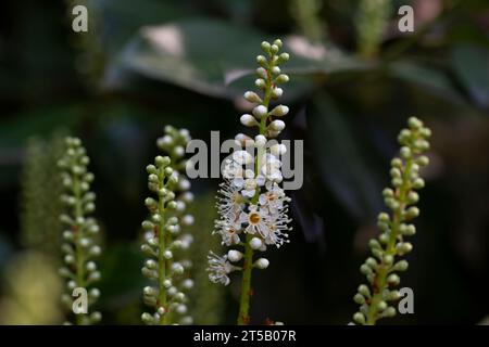 Wunderschöne prunus caucasica laurocerasus Blumen. Zierpflaume. Blütenstände kleiner weißer Blüten auf einem Ast Stockfoto