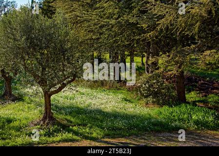 Dorf Lourmarin in der Landschaft von Luberon, Region Vaucluse Provence, Frankreich Stockfoto